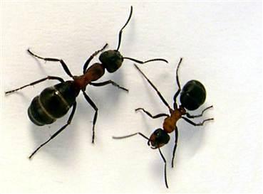 نمونه کامل طرح جابر اول ابتدایی مورچه ها