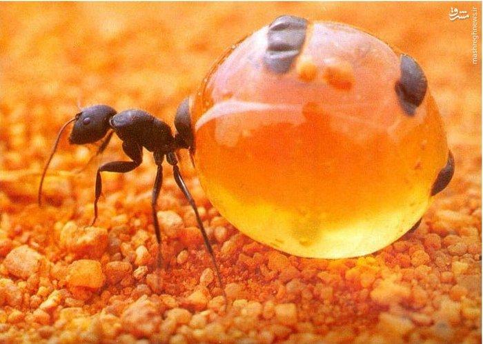 نمونه کامل طرح جابر اول ابتدایی مورچه ها