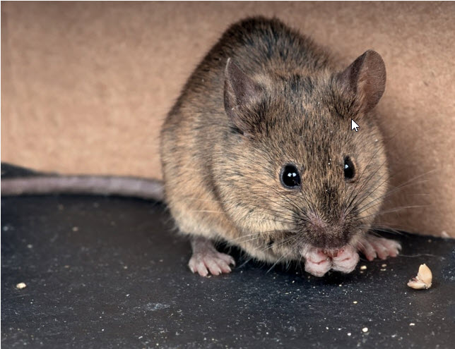 دانلود طرح جابر موش ها غذا میخورند پایه اول